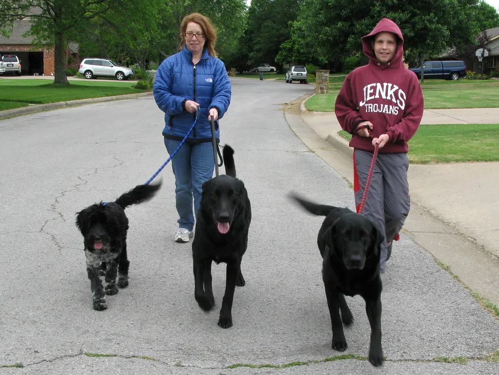 How to Introduce a New Dog Walker to Your Dog