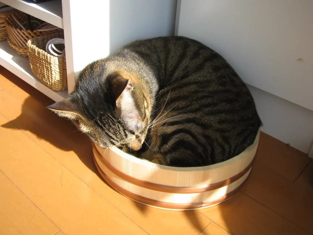 Questions to Ask a Cattery Before You Book