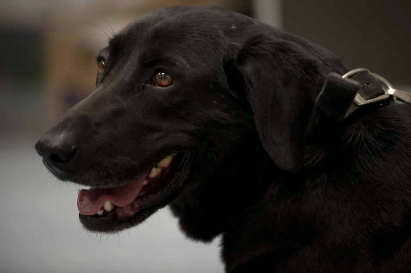When to Neuter or Spay Your Dog: UK Timing Guidance
